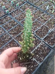 Image result for Opuntia monacantha