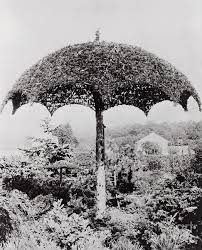 Umbrella shaped trees tls08 quantity. Umbrella Shaped Tree From Garden By Bettmann