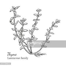Its plural is either dessins d'enfant. Image Clipart Esquisse Dessinee A L Encre Thym Main