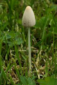 Image result for Conocybe lactea