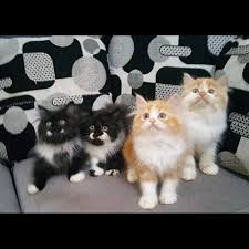 Di indonesia ada 4 macam kucing jenis persia yaitu himalaya, flatnose, peaknose, dan medium. Jual Kucing Persia Kab Bekasi Itaprawita Tokopedia