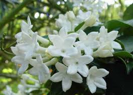 Vaso da fiori moderno in ceramica. Piante Da Vaso Stephanotis Gelsomino Del Madagascar Stephanotis Floribunda O S Jasminoides