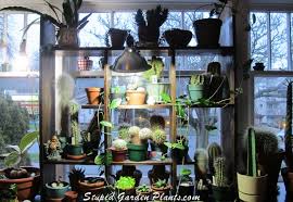 Under The Grow Light A Succulent Obsession Stupid Garden Plants