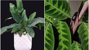 Nama latin tumbuhan & tanaman. Daftar Tanaman Hias Yang Diprediksi Bakal Populer Tahun 2021 Tribun Manado