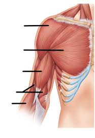 Upper Arm Labeling For Anatomy Test Fri 12 6 Diagram Quizlet