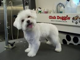 Trendy, stylish and super cute haircuts for boys, toddlers and children. New Style 46 Haircut For Short Hair Dog