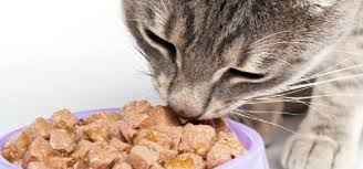 Nos Conseils Alimentaires Pour Les Chats Nourriture Pour Chat Faite Maison Conseils Alimentaires Nourriture Chien