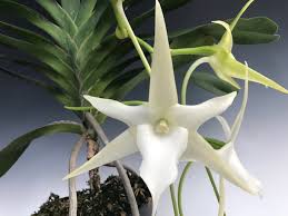 Image result for Angraecum infundibulare