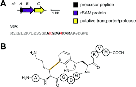 When i first started in this industry, they didn't want diversity, she told people. New Developments In Ripp Discovery Enzymology And Engineering Natural Product Reports Rsc Publishing Doi 10 1039 D0np00027b