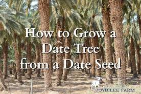 We did not find results for: How To Grow A Date Tree From A Date Seed Joybilee Farm Diy Herbs Gardening