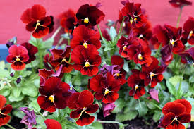 Image result for Viola x wittrockiana `Hiemalis`