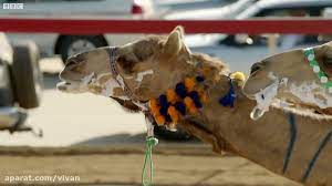 Camel race in saudi arabia. One Million Dollar Camel Race Wild Arabia Bbc Ø¯ÛŒØ¯Ø¦Ùˆ Dideo