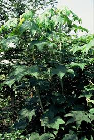 Prickly Castor Oil Tree Plantguide Forest Garden Centre Matlock