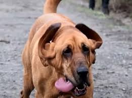 Dog Joins Half-Marathon After Being Let Out To Pee, Finishes 7th