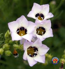 Image result for Felicia grantii