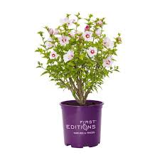 Image result for Hibiscus torrei