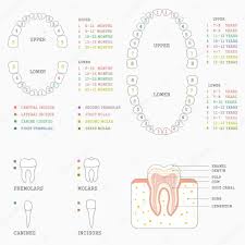 Tooth Chart Stock Images Royalty Free Human Dental