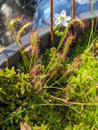 Image result for Nesaea linearis