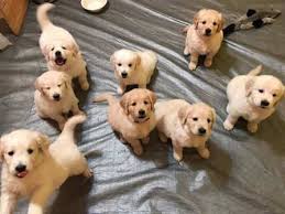 See full list on petpricelist.com Golden Retreiver Puppy For Sale Bangalorepups