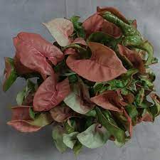Syngonium Podophyllum Pink Allusion Arrowhead Vine Pink Allusion In Gardentags Plant Encyclopedia Arrowhead Plant Plants Arrowhead Vine