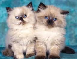 Karistakats himalayan cattery, cat breeder of purebred doll faced himalayan kittens for sale in a variety of colors, located in hunterdon county, new jersey. Himalayan Cat Information Characteristic And How To Take Care