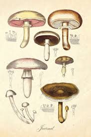 Check spelling or type a new query. Journal Vintage Antique Mushroom Botanical Illustration 120 Blank Lined 6x9 College Ruled Pages Designer Notebooks And Journals 9781719592826 Books Amazon Ca