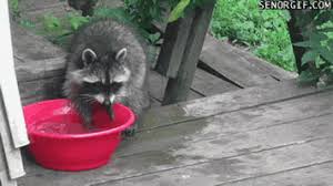 I know those are the kinds of things we make sure to do at the county fair. Raccoon Eating Cotton Candy Shefalitayal