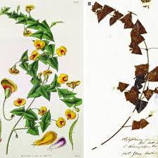 Image result for Triumfetta setulosa