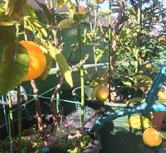 果樹の葉が黄色い これって何のサイン プランター菜園をやってみよう 会社の屋上 で 収穫を目指す 会社員の熱き戦い