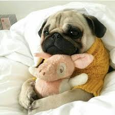 Dog Lovers - Pug hugging a teddy bear #Pug #Dog #Hug #Cute | Facebook