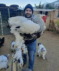 Jun 04, 2020 · the brahma is a very imposing bird standing around 30 inches high. Best 30 Brahma Chicken Fun On 9gag