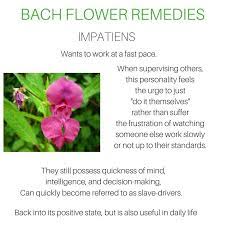 Impatiens Bach Flower Remedies Flower Remedy Bach Remedy