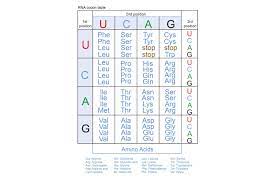 Relations between replication and transcription. Genetic Code And Rna Codon Table
