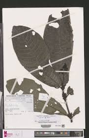 Image result for Psydrax mutimushii