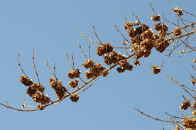 Image result for Combretum kraussii