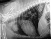 Dogs with lung cancer may not show any clinical symptoms in the early stage of the disease. An Update On Diagnosing And Treating Primary Lung Tumors