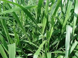 Image result for Urochloa dictyoneura