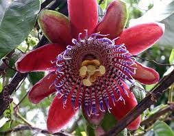Yellow Passion Fruit Vine Tropical Fruit Plant Passion Fruit Flower Yellow Passion Fruit Amazon Flowers