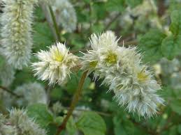 Image result for Cyathula cylindrica