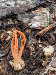 Image result for Pseudocolus schellenbergiae