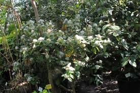 Image result for Acokanthera oblongifolia