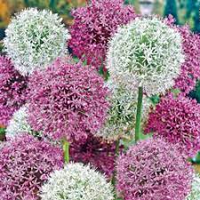 Check spelling or type a new query. Flower Bulbs For Sale Buy Flowering Bulbs Michigan Bulb Company