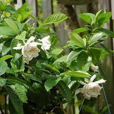 50 Gardenia Cape Jasmine Bush Seeds Under The Sun Seeds Growing Roses Jasmine Bush Gardenia