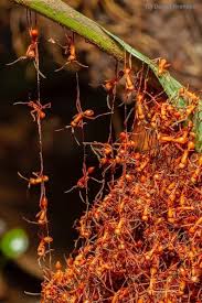 Image result for Antrocaryon