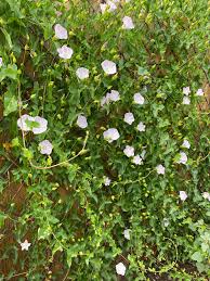 Image result for Barleria macrostegia