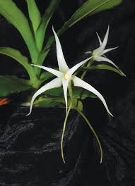 Image result for Cyrtorchis neglecta