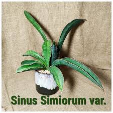 Image result for Sansevieria sinus-simiorum