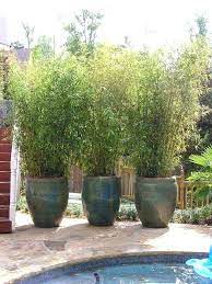 Bamboo can make great visual screens, used three 1500mm long troughs from our 500 modular series of planter boxes. A Big Display Screen Of Bamboo In Pots Vegetation In Pots Outside Fascinating Concepts And A Small Funds Tech Monstylestar Com