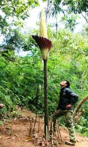 Image result for Amorphophallus goetzei