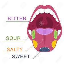 Check spelling or type a new query. Taste Buds On The Tongue Salty Sweet Sour Bitter Human Mouth Vector Cartoon Illustration Isolated On A White Background Royalty Free Cliparts Vectors And Stock Illustration Image 153210528